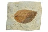 Fossil Leaf (Beringiaphyllum) - Montana #270234-1